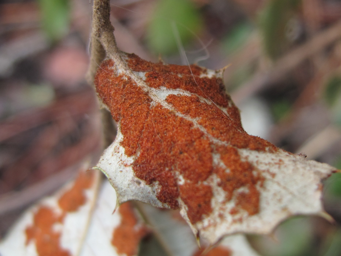 Eriophyidae - Aceria ilicis (6384696465).jpg &copy; Discasto