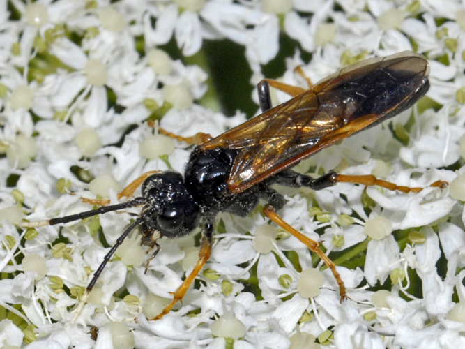 Tenthredinidae - Tenthredo crassa.JPG &copy; Hectonichus
