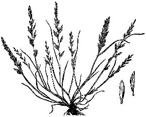Catapodium rigidum HC-1950.png © Hitchcock, A.S. (rev. A. Chase). 1950. Manual of the grasses of the United States. USDA Miscellaneous Publication No. 200. Washington, DC. 1950.