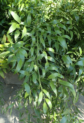 Danae racemosa kz1.jpg &copy; Kenraiz