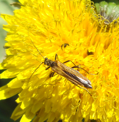 Oedemera femorata Podkomorské lesy.jpg &copy; Dendrofil