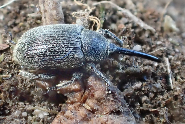 Rhinusa asellus natur.jpg &copy; Siga