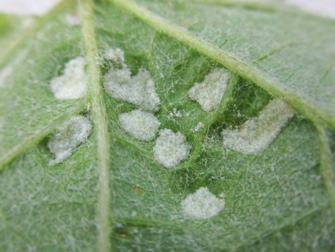 Colomerus vitis (Eriophyes vitis), Arnhem, the Netherlands - 2.jpg &copy; Bj.schoenmakers