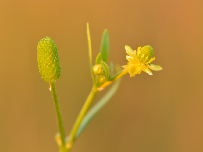 Ranunculus sceleratus - mürktulikas Keilas.jpg &copy; Iifar