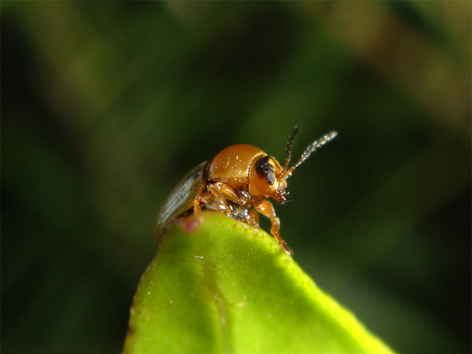 Cryptocephalusfulvus.png &copy; Stickpen