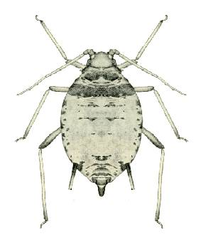 Aphis hederae from CSIRO.jpg &copy; Giancarlodessi