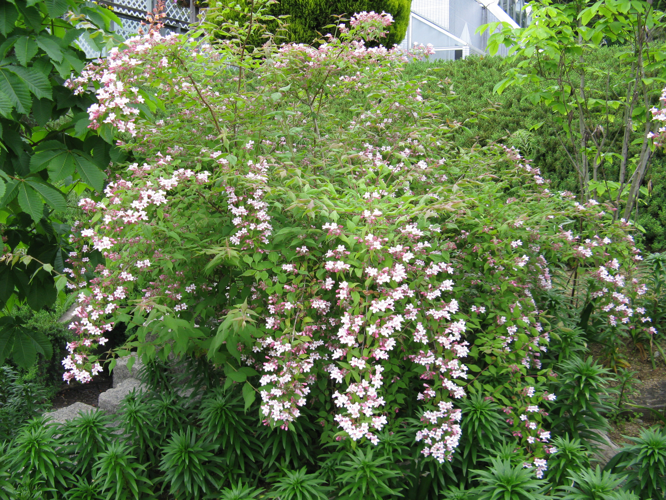 Kolkwitzia amabilis4.jpg &copy; KENPEI