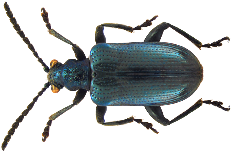 Lema cyanella (Linné, 1758).jpg &copy; Flickr upload bot