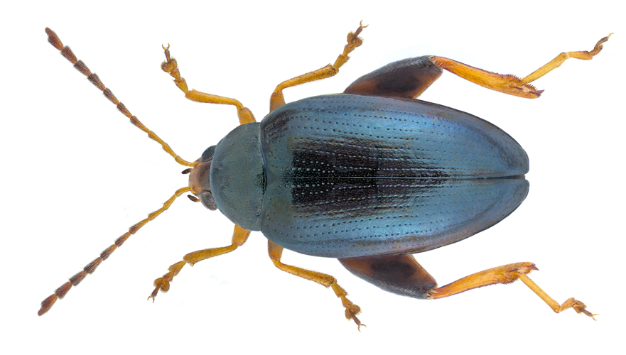 Psylliodes chrysocephalus (Linné, 1758).jpg &copy; URSchmidt