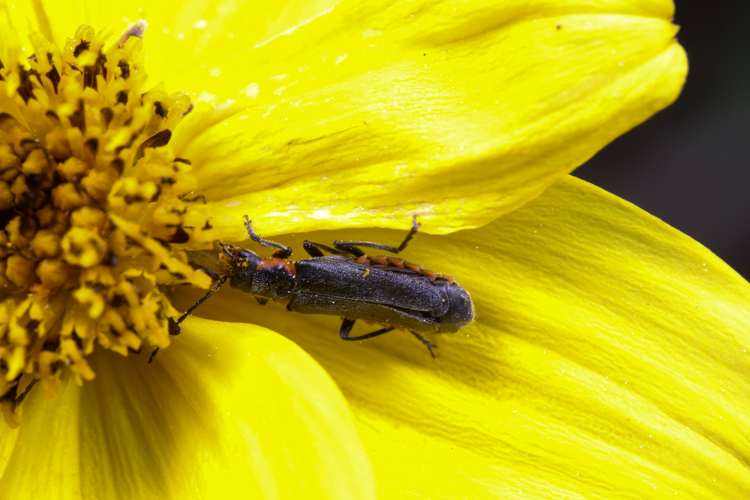 Cantharis pulicaria.jpg &copy; A. C. Tatarinov