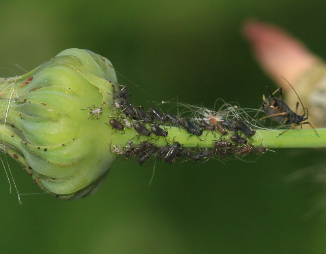 Uroleucon sonchi (Large sowthistle aphid) on Sonchus - Flickr - S. Rae.jpg &copy; Josve05a