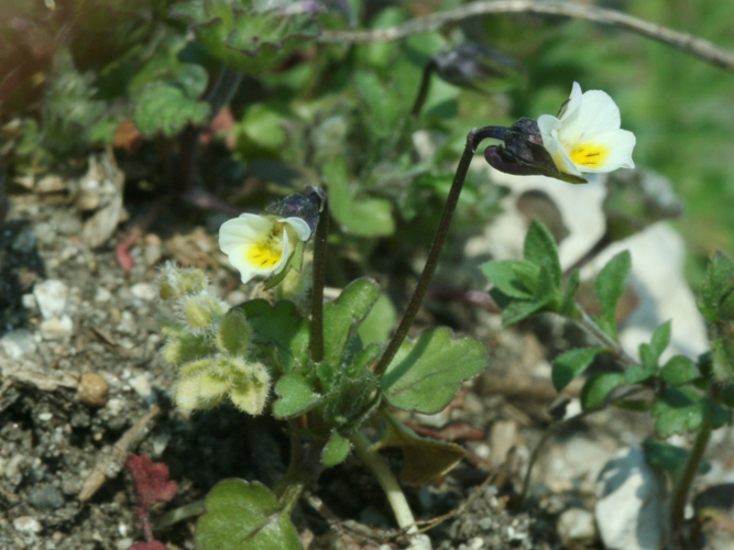 1257-Viola kitaibeliana-Pálava 4.07.jpg &copy; Vojtěch Zavadil