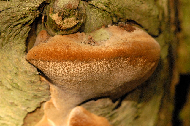 Phellinus.pomaceus2.-.lindsey.jpg &copy; Sarefo