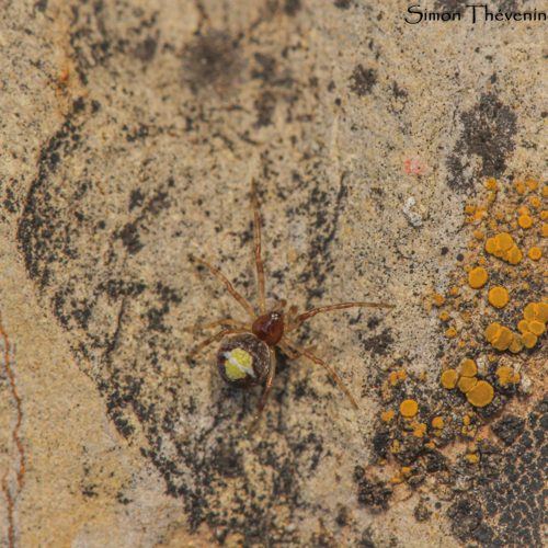 Simitidion simile (Théridion similaire) mâle.jpg &copy; Simon Thevenin