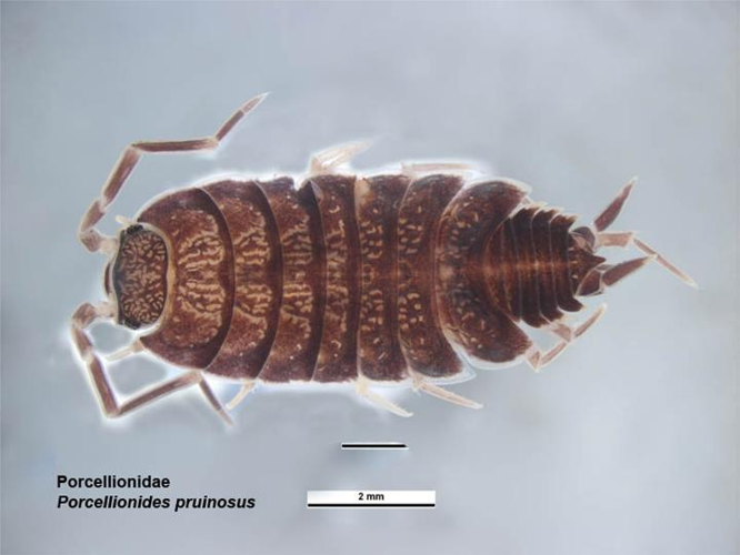 Porcellionides pruinosus.jpg &copy; Lymantria