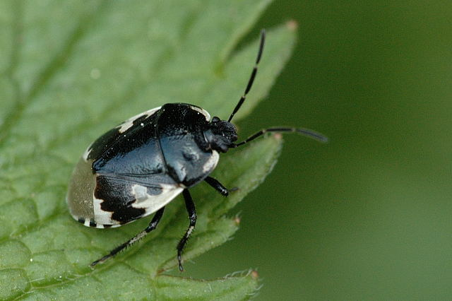 Tritomegas.bicolor.jpg &copy; Sarefo