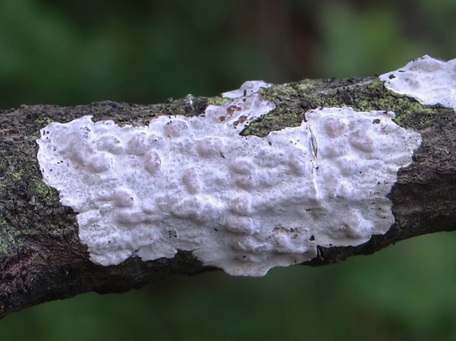 Exidiopsis effusa a1 (5).JPG &copy; Selso