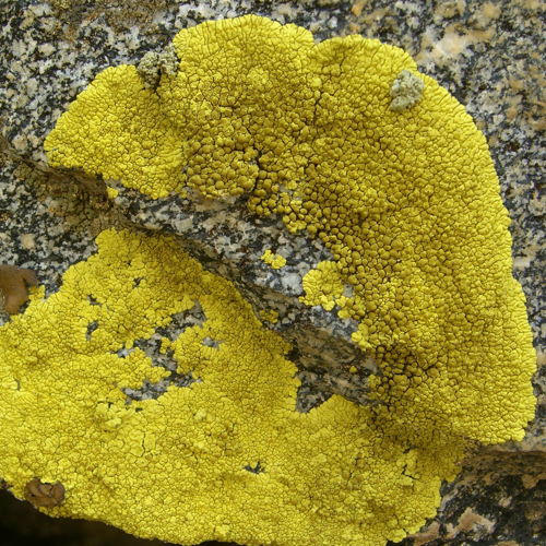 Gold Cobblestone Lichen (1246287349).jpg &copy; File Upload Bot (Magnus Manske)