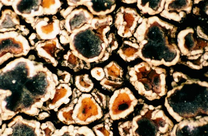 Aspicilia calcarea-4.jpg &copy; Ed Uebel~commonswiki