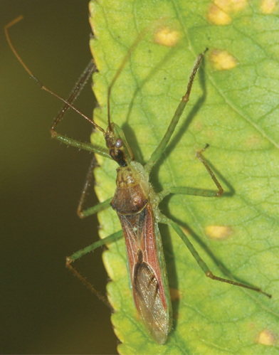 Zelus renardii - ZooKeys-319-093-g001.jpeg &copy; Daniel Mietchen