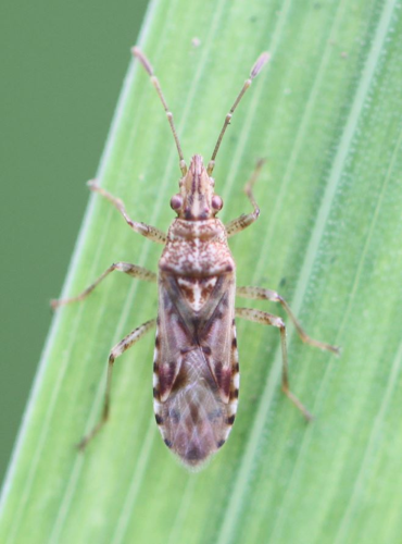 2019 10 24 Belonochilus numenius1.jpg &copy; Slimguy