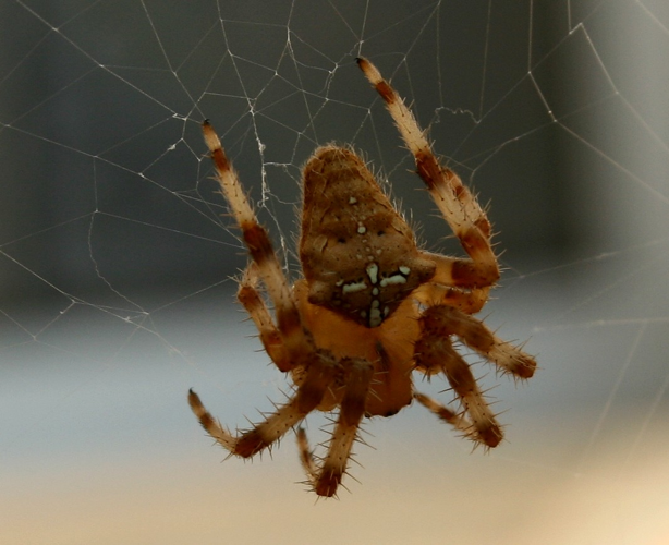 Araneus pallidus.jpg &copy; Luis nunes alberto