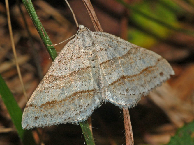 Geometridae - Mesotype parallelolineata.JPG &copy; Hectonichus