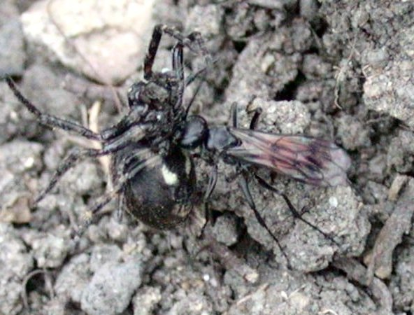 Anoplius viaticus.jpg &copy; Rbrausse