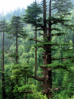 Cedrus deodara Manali 2.jpg © Paul Evans from London, United Kingdom