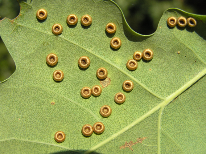 Neuroterus numismalis 1 beentree.jpg &copy; Beentree