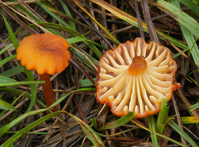 2006-08-01 Hygrocybe coccineocrenata.jpg &copy; Ak ccm