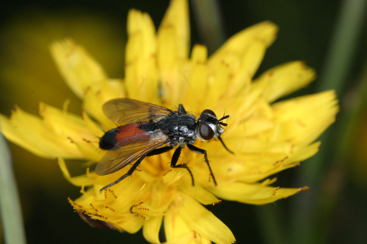 Cylindromyia brassicaria.JPG &copy; Stinelk