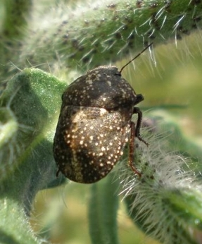 Psacasta exanthematica.jpg &copy; Hinox