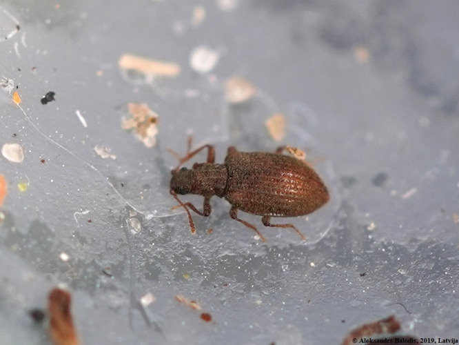 Stephostethus angusticollis 01.JPG &copy; AfroBrazilian