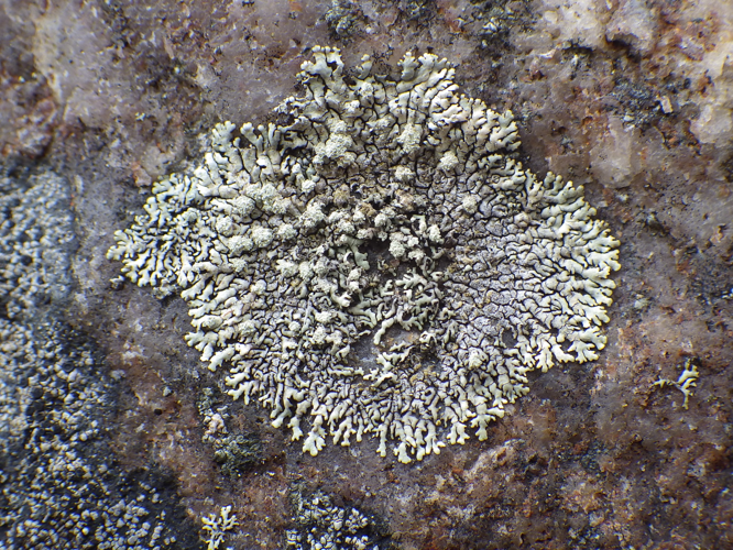 Xanthoparmelia mougeotii (Schaerer) Hale 610581.jpg &copy; Leoboudv