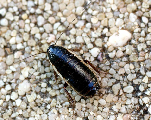 Loboptera decipiens01.jpg &copy; Jeffdelonge