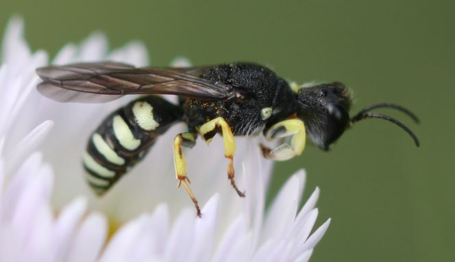 2018 06 02 Lestica clypeata m1.jpg &copy; Slimguy