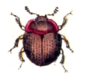 Anisotoma.orbicularis.-.calwer.13.17.jpg &copy; File Upload Bot (Sarefo)