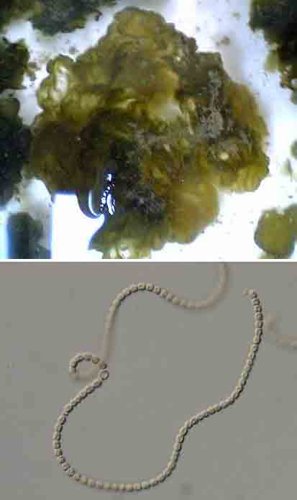 Ashitsuki.jpg &copy; Ncommune