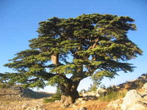 Cèdre du Liban Barouk 2005.jpg © Olivier BEZES