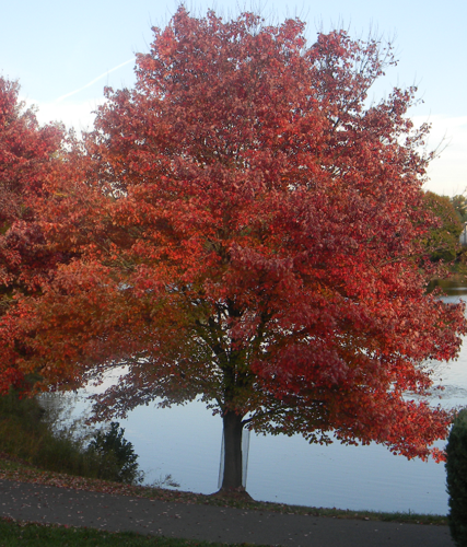 Red maple.png &copy; Ftlombardo