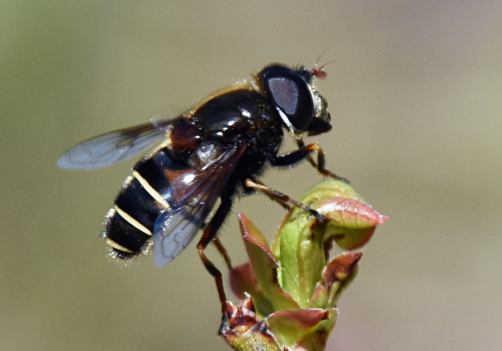 Eristalis cryptarum 75095963.jpg &copy; Somatochlora
