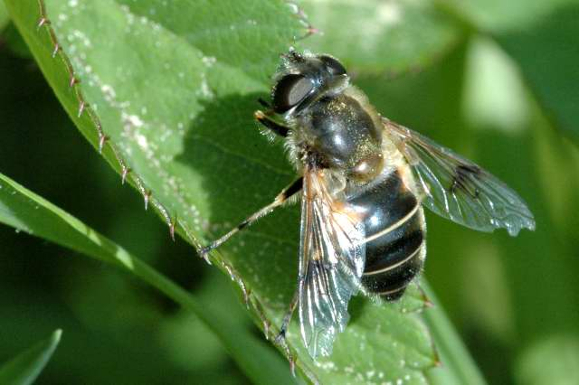 Eristalis.rupium2.-.lindsey.jpg &copy; File Upload Bot (Sarefo)
