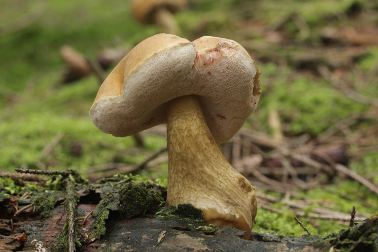 Tylopilus felleus (36878337253) (2).jpg &copy; Rudolphous