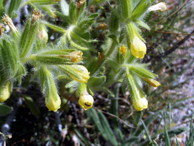 Onosma tricerosperma subsp granatensis Closeup SierraNevada.jpg &copy; Javier martin
