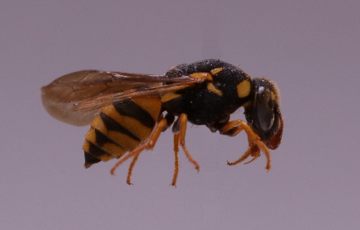 Celonites abbreviatus abbreviatus BMNH -013628540 lateral vue (cropped).jpg &copy; Abalg