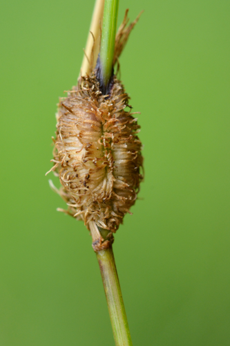 Mayetiola graminis on Poa nemoralis (31918975965).jpg &copy; Rudolphous