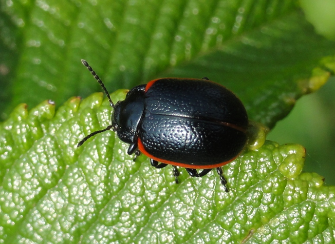 Chrysolina sanguinolenta.jpg &copy; Lymantria