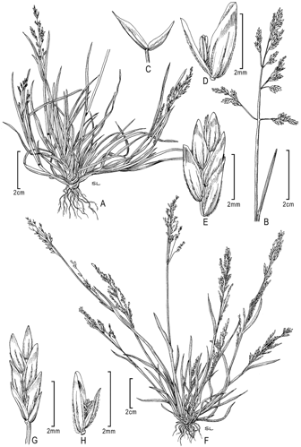 Poa annua and Poa infirma - PhytoKeys-015-001-g002.jpeg &copy; Daniel Mietchen