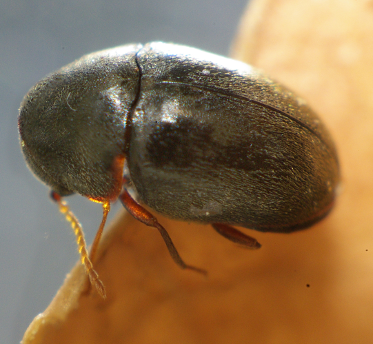 Mesocoelopus niger natur3.JPG &copy; Siga